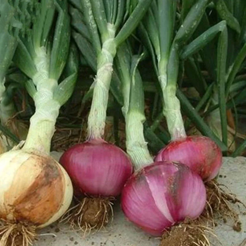 

100 Pcs/bag Giant Onion Sweet Spanish Bonsai Vegetable High Germination Seasoning Garden Supplies Plants Balcony BS