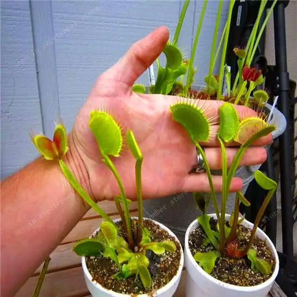 500 PCS hot-selling Potted Insectivorous Dionaea Muscipula Giant Clip Flytrap bonsais Carnivorous Plant Diy Plant Semente