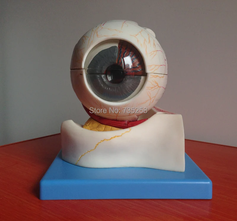 

Senior Human Eye Model ,Orbital Amplification Model ,Eyeball Structure Model