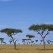 Acacia trees on a landscape  Maasai Mara National Reserve  Kenya Poster Print (36 x 12)