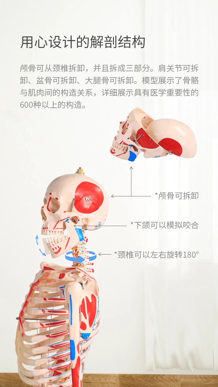 180 см съемная модель скелета человека с мышечной меткой и связкой модель скелета Имитация человеческого тела