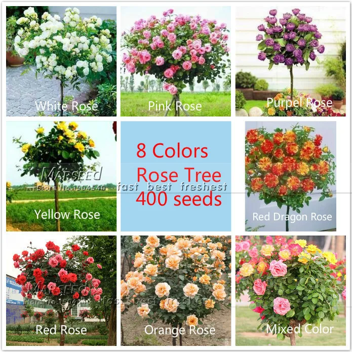 Marseed 400 pcs 8 Colors Chinese Rose Tree Plants Aromatic Fragrant Rare Flower Bonsai Diy Home