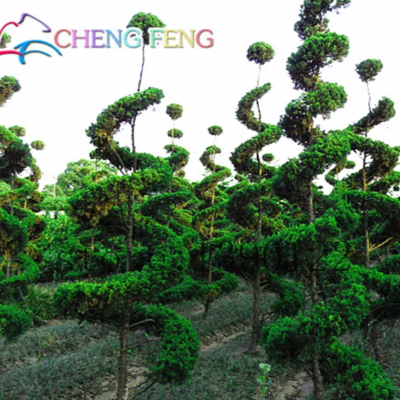 

Hot Selling 50pcs Cypress Trees Platycladus Orientalis Oriental Arborvitae plants Conifer bonsai Diy Home Garden Mini-bonsai-tre