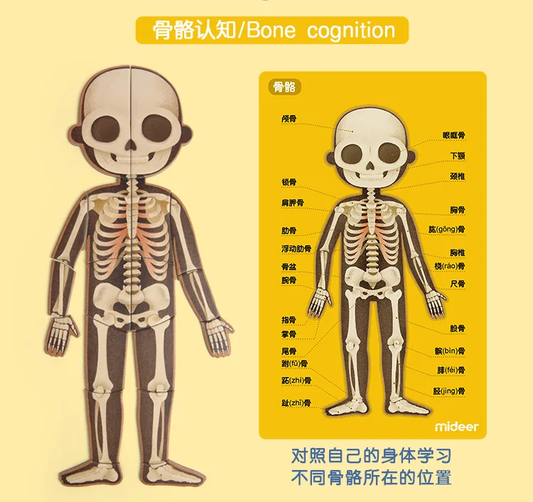 Mideer 3D Магнитная модель человеческого тела детские развивающие игрушки человеческие когнитивные Магнитные Головоломки