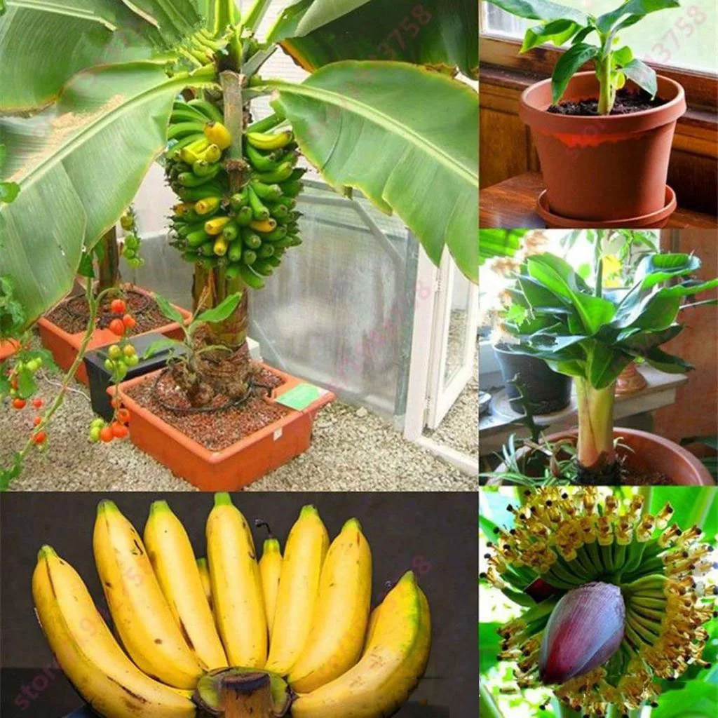 100 pcs Mini Dwarf Banana Bonsai Tree Mini Banana Seedsplants Outdoor