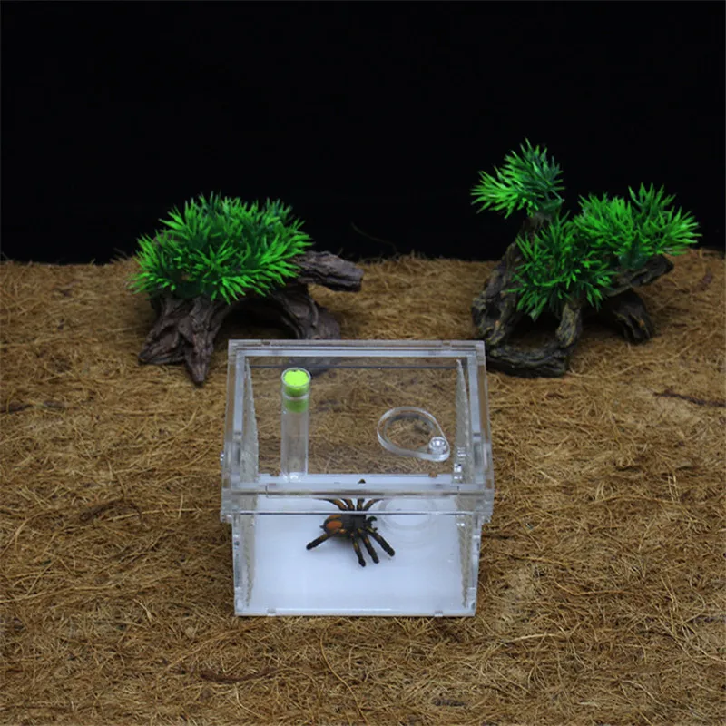 Reptile breeding box (4)