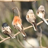 Plumas de espuma de pájaros artificiales, decoración de emulación de jardín de gorriones Vividly, árbol de Navidad, Robin Home, adornos para el jardín al aire libre al azar ► Foto 3/6