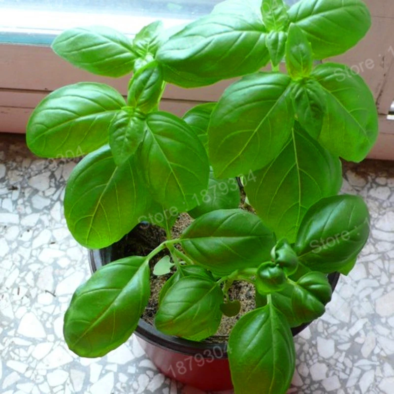 300pcs/bag Large Leaf Basil flores green fresh ocimum vegetable plantas Spices Aromatic Herb plante Bonsai Garden Plants Flower 300pcs/bag Large Leaf Basil flores green fresh ocimum vegetable plantas Spices Aromatic Herb plante Bonsai Garden Plants Flower