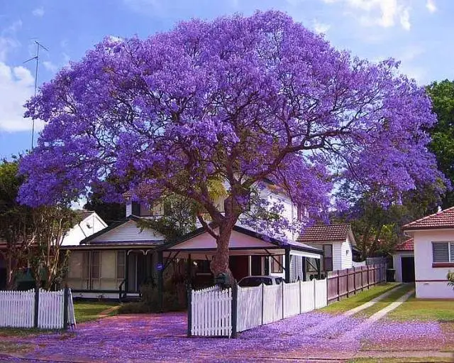 Rare Jacaranda Mimosifolia Bonsai Tree Seeds 100pcs Mix Colors Pure