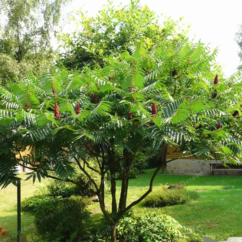 Rhus Typhina бонсай сильная адаптивность Staghorn дерево сумака растение цветущее растение рога оленя Sumach завод 10 шт