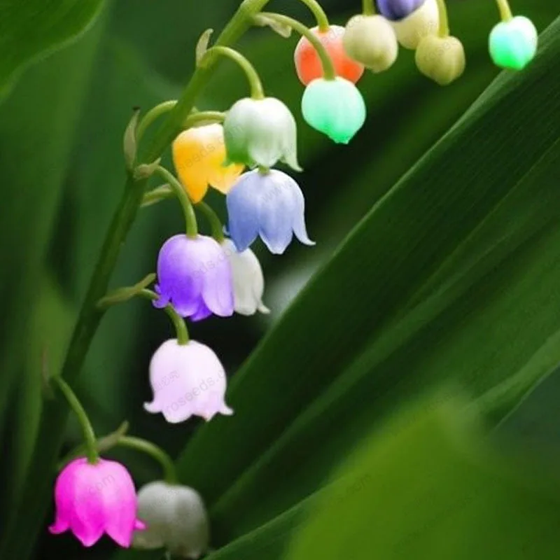 1 pcs Lily of the Valley flower bulb, bell orchid , multicolored