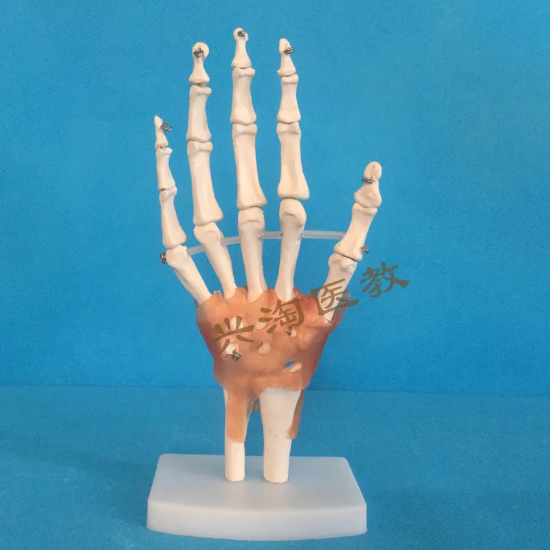  Human adults skeleton model six joint model shoulder elbow hip foot hand knee joint model teaching  - 33053600129