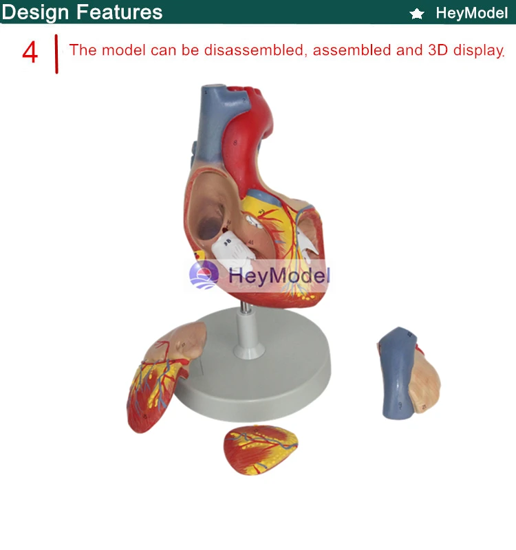 Heymodel взрослых Сердце Модель removabal 2 раза расширения