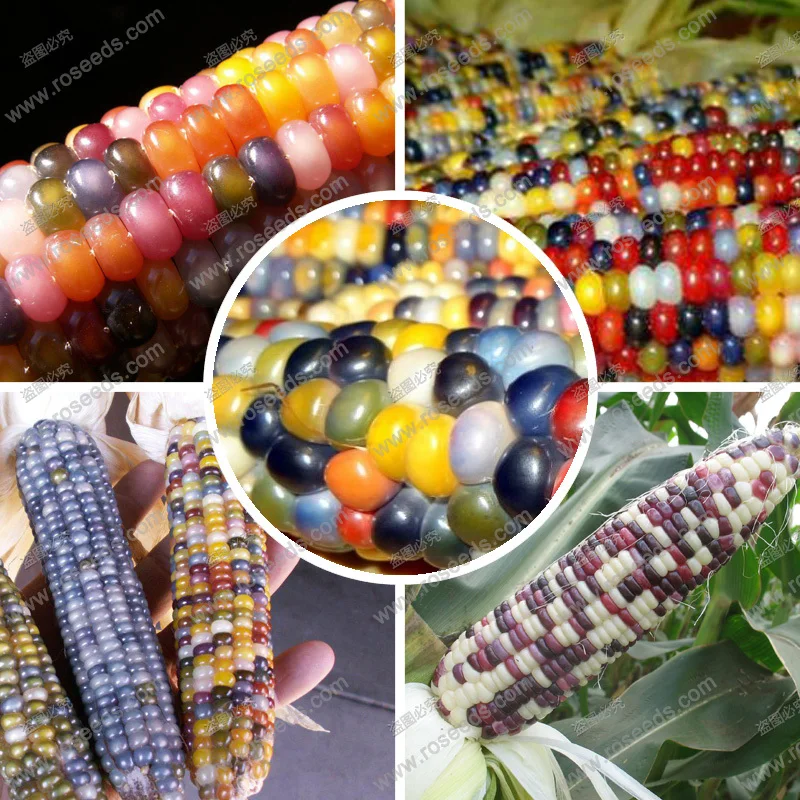 Остатки Семян Кукурузы Купить