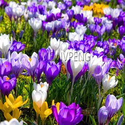 Акция! Шафран садовые цветы карликовое дерево завод для Домашнего Цветоводства 20 частиц/Лот, # JH5T87