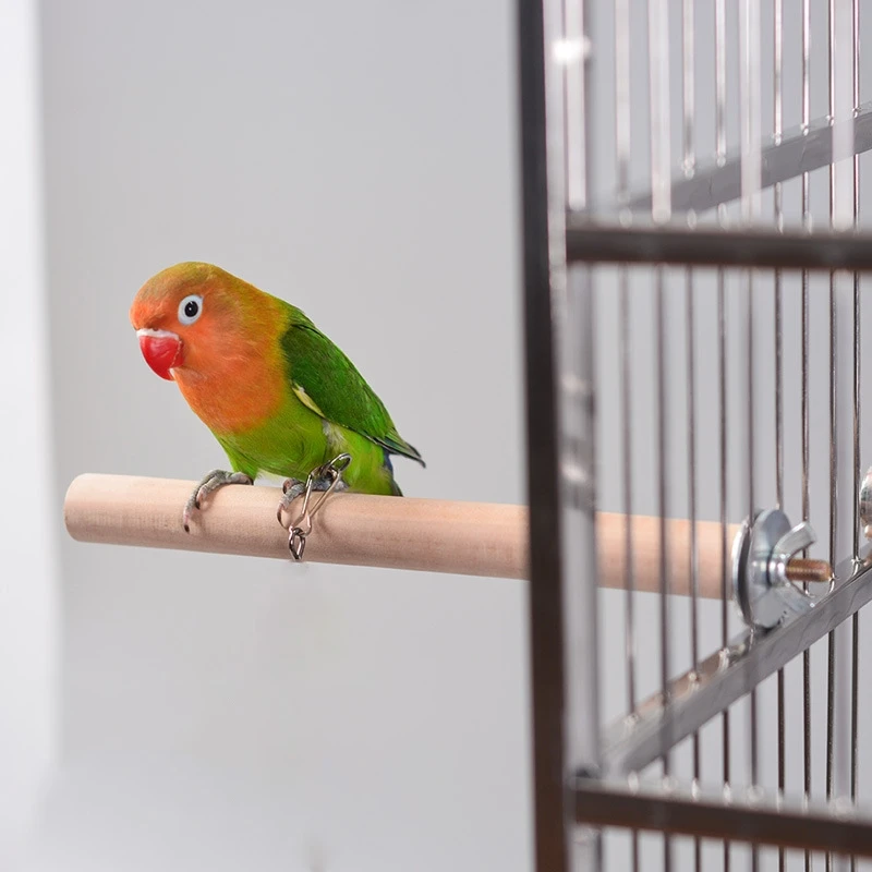 small pet birds