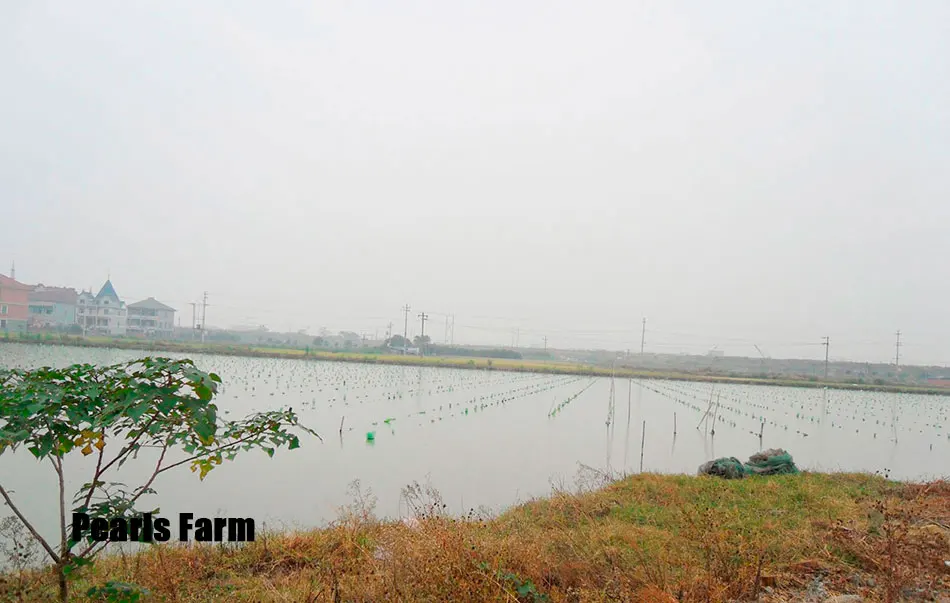pearls-farm1