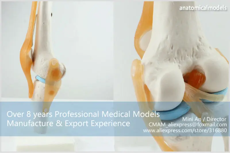 JOINT05 CMAM human knee joint models -4