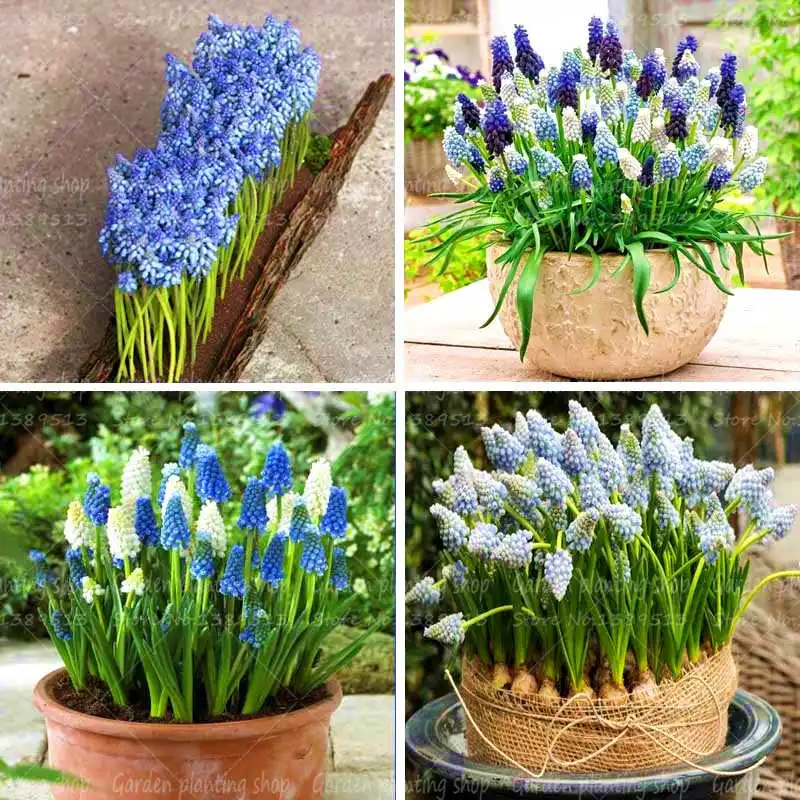 

100Pcs/Bag Hyacinth Potted Bonsai Plant Mini Potted Plant Garden Flower Family Decoration Rare Plant