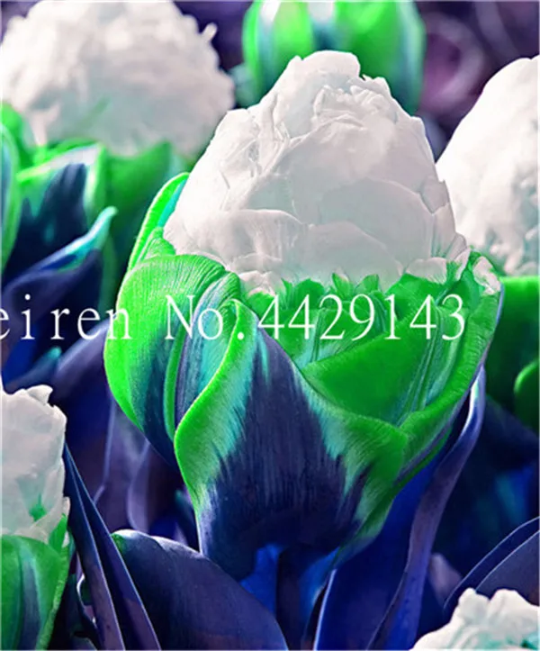 200 Pcs Rare Exotic Tulip Bonsai Aroma Ice Cream Plants So Not Bulbs Hydroponic Garden Flower