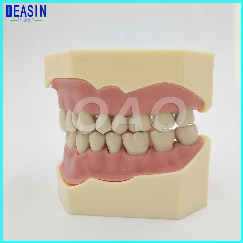 Стоматологический мягкий для зуб и десен модель Съемный 28 шт. зубы NISSIN 200 KAVO голова Совместимые модели