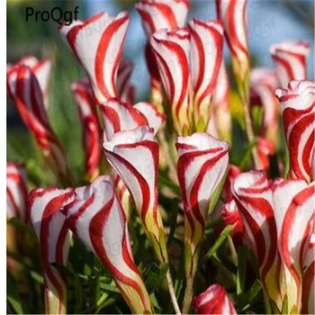 

100Pcs A Set Versicolor Oxalis