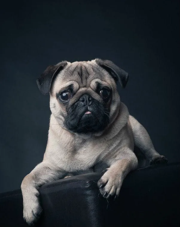 

5D DIY Diamond Painting Pug Dog Looking Animals Embroidery Full Square Diamond Painting Cross Stitch Rhinestone Mosaic Painting