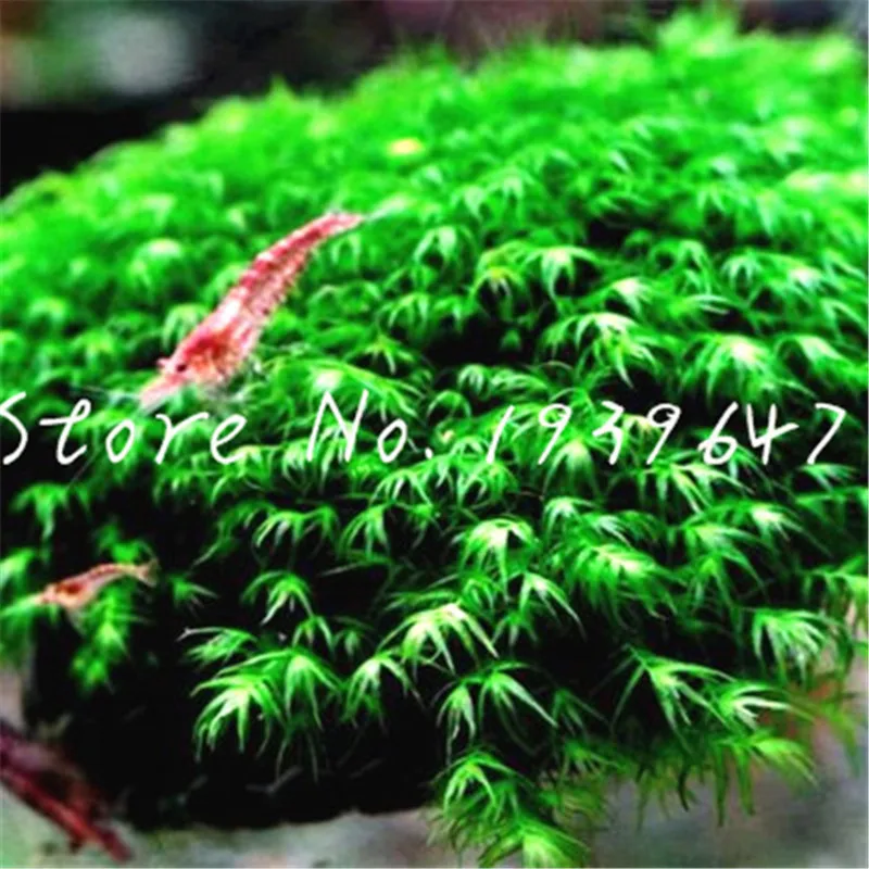 1000 Pcs/bag Hot Pellia Java Fish Tank Aquatic bonsai For Live Fish Moss Fern Aquarium Plant Landscape Decoration Ornament grass