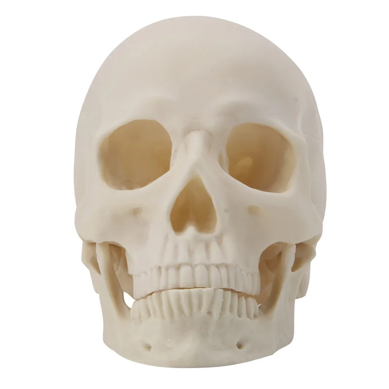 Реалистичный 1:1 взрослый размер человеческий череп Реплика смоляная художественная обучающая модель медицинская