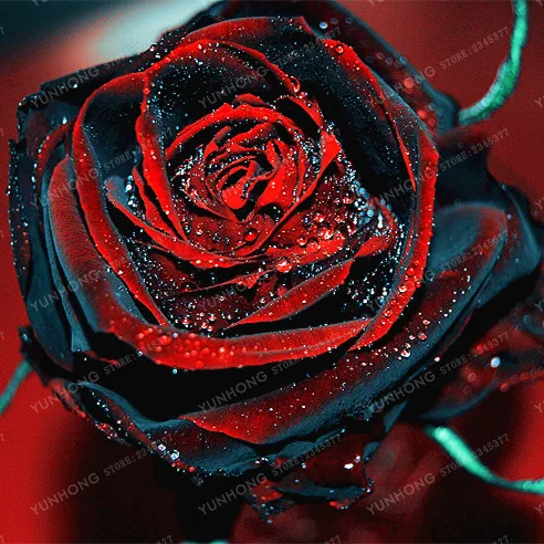 100 Pcs Rare Rose Bonsai Black Rose Flower With Red Edge Rare Rose Flowers Bonsai For Garden Bonsai Planting 100 Pcs Rare Rose Bonsai Black Rose Flower With Red Edge Rare Rose Flowers Bonsai For Garden Bonsai Planting