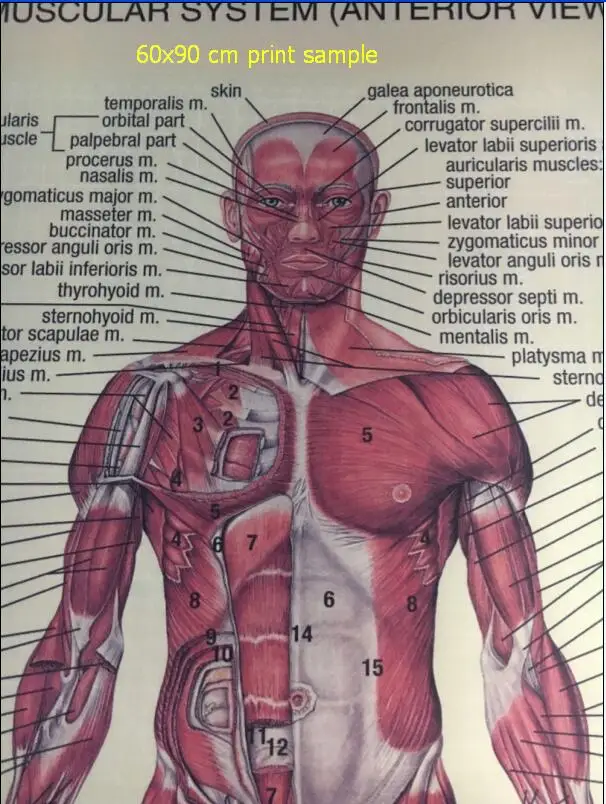 Анатомия человека Задний Передний вид Анатомия Мышечная система художественные плакаты из шелковой ткани с принтом для медицинского класса