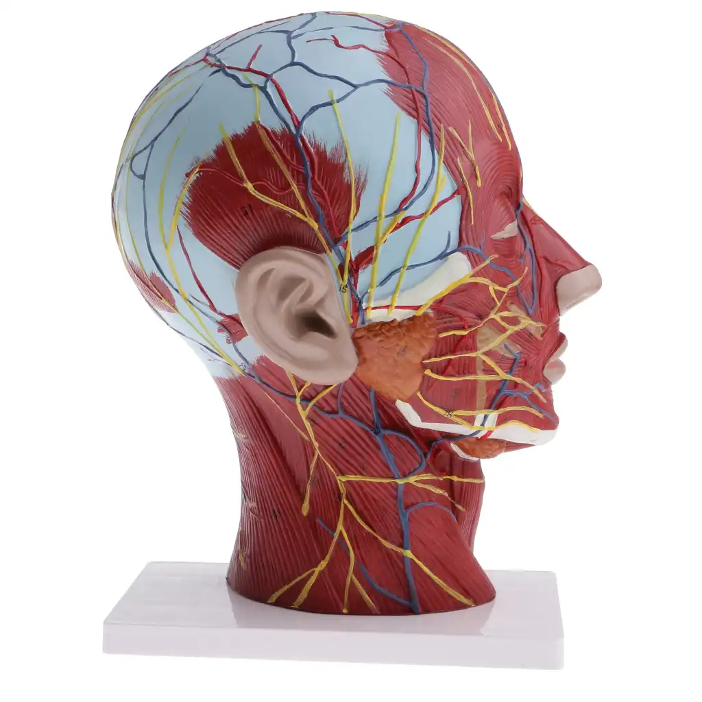 Life size 11 Scale Human Head & Neck Anatomical Model Median Section