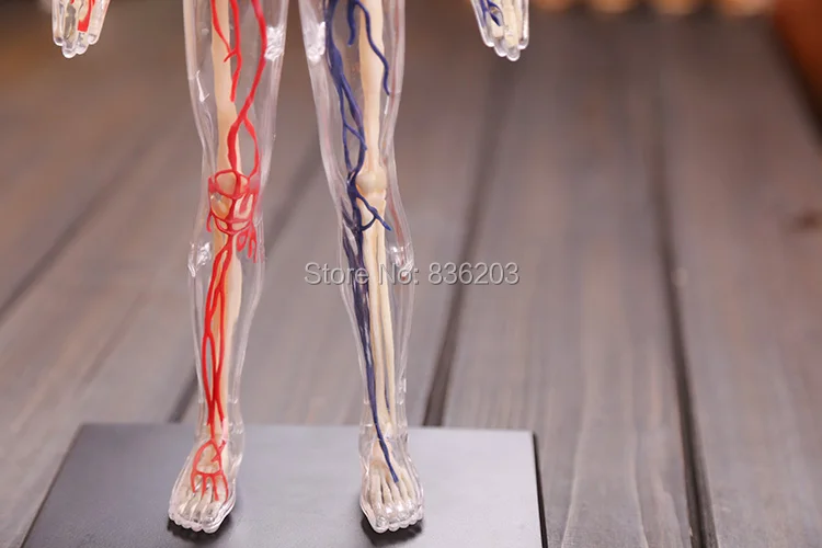 4D master vision 1" прозрачное человеческое тело забавная анатомическая модель медицинская анатомическая модель скелета научная образовательная игрушка