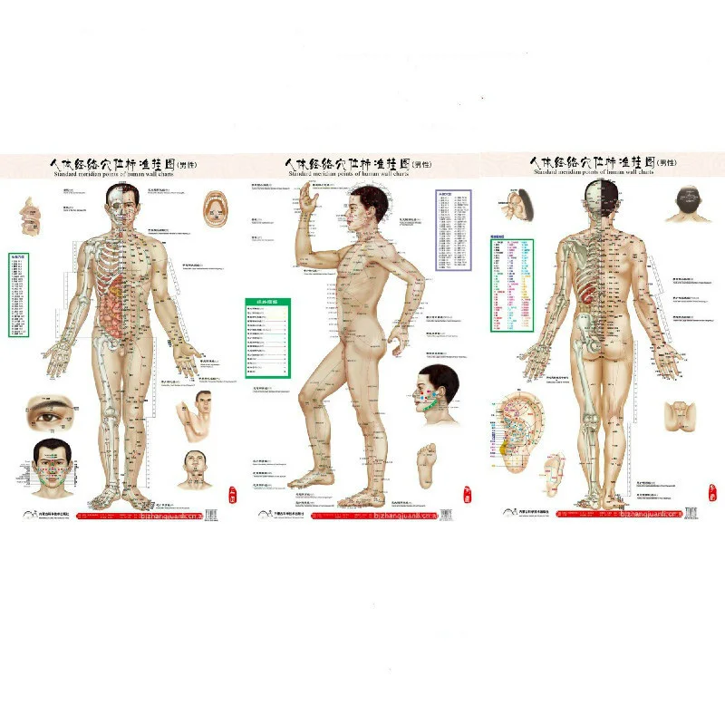 Hd Bilingual Male Standard Meridian Points Of Human Wall Charts 3x Front Side Back Chinese And English For Self Care Point Back Point Cpoint Chart Aliexpress