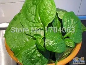 

High Quality 50 Pcs malabar spinach Bonsai Concentrated Flavor Tender Crisp Green Vegetable Plant Small Home Garden Cultivation