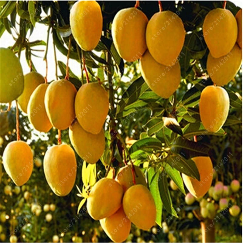 Buy 100 true Mango Seeds Very Delicious Fruit Seeds