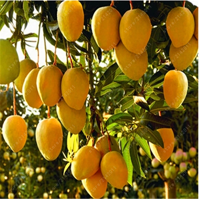 100 true mango plants