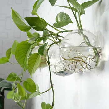 

Glass flower pots transparent living room simple modern wall hanging rich green bamboo shoots green water decorated vase
