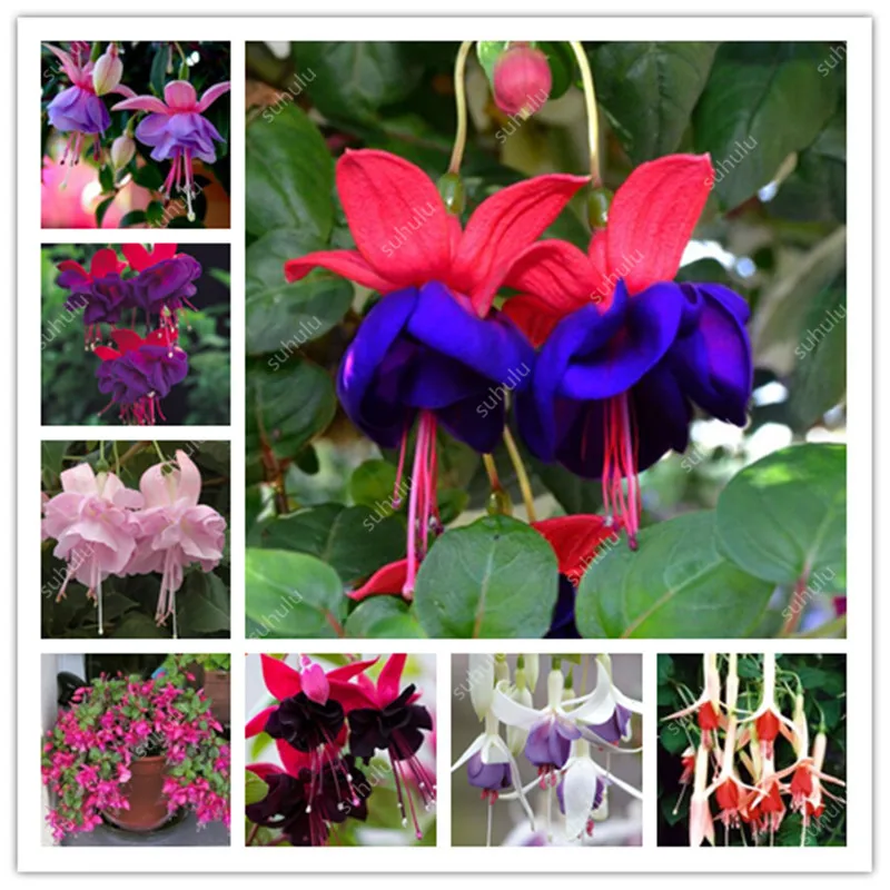 

New Arrival !Multicolor Pink Double Petals Fuchsia Bonsai, Indoor Potted Flower Garden Plants Hanging Fuchsia Flowers 50 Pcs/Bag