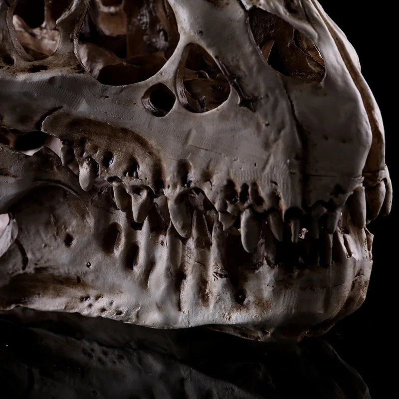 

Hot Sale Retro N 1/12 Tyrannosaurus SCALE RESIN DINOSAUR SKULL MODEL COLLECTIBLE
