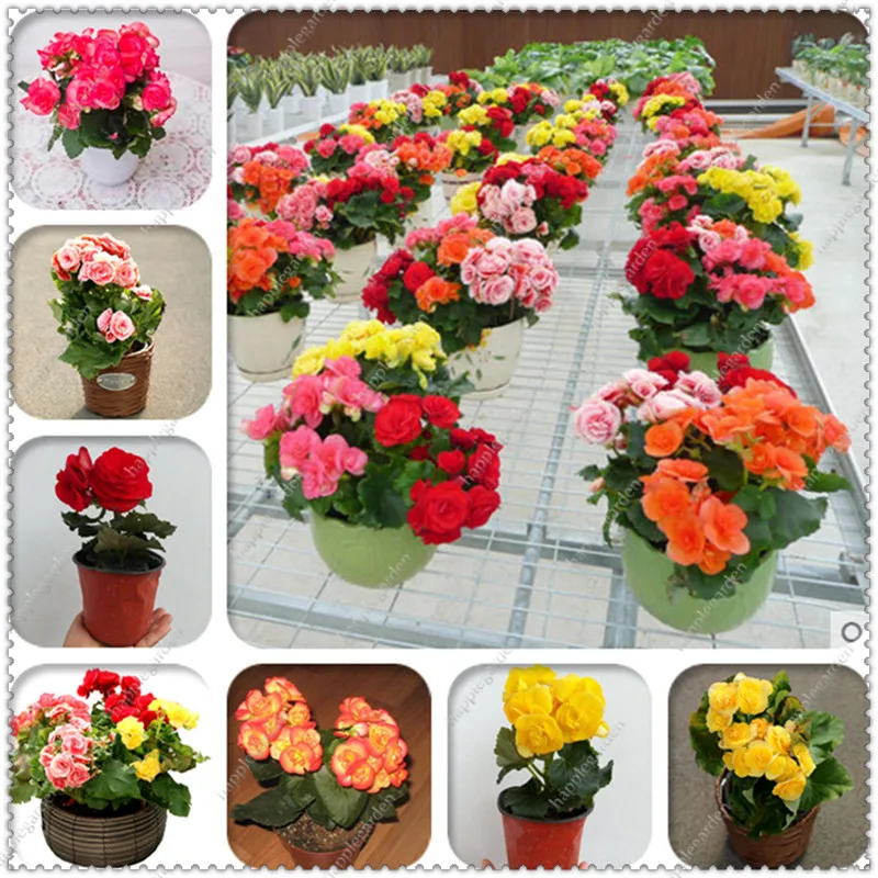 

Hot Sale 200 Pcs/bag Decor Beautiful Begonia Flower Potted Bonsai Garden Wall Ornamental Plant Home For Christmas Tree Easy Grow