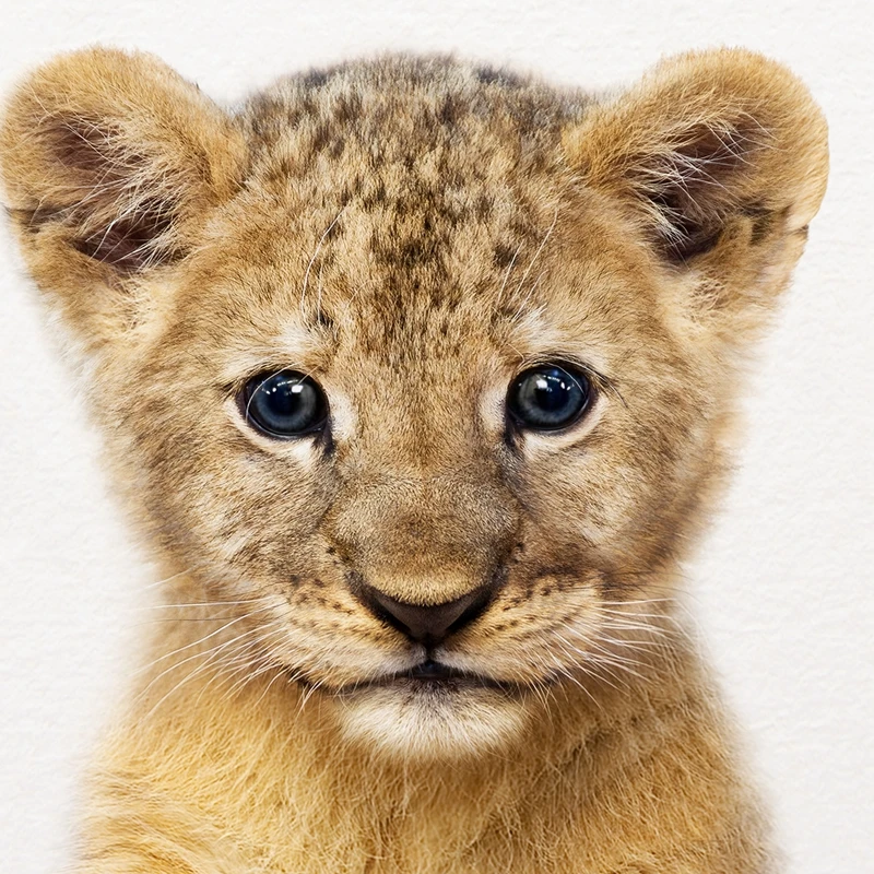 Lion Detail Picture