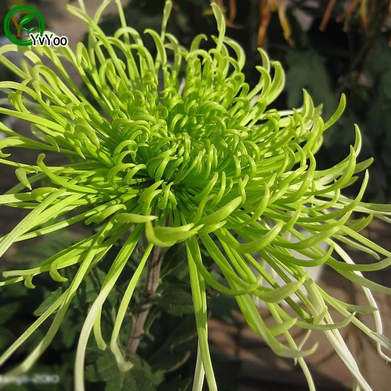 Online Buy Wholesale chrysanthemum green from China chrysanthemum green