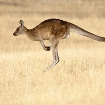 Eastern Grey Kangaroo  Tasmania  Australia Poster Print by Martin Zwick (18 x 12)