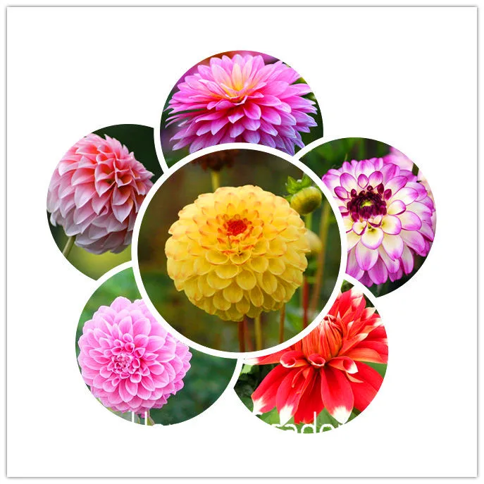 Цветник садовый тип обычно Юкако луковицы георгина растения бонсай-100 шт Флорес 24 цвета смешанные,!,# 84TJ8Q