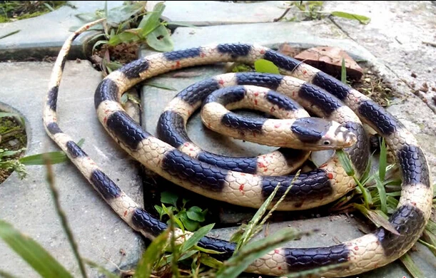 

1.38m simulation snake plastic soft animal figures prank and gags brinquedos practical jokes gift scary wild animals funny toy