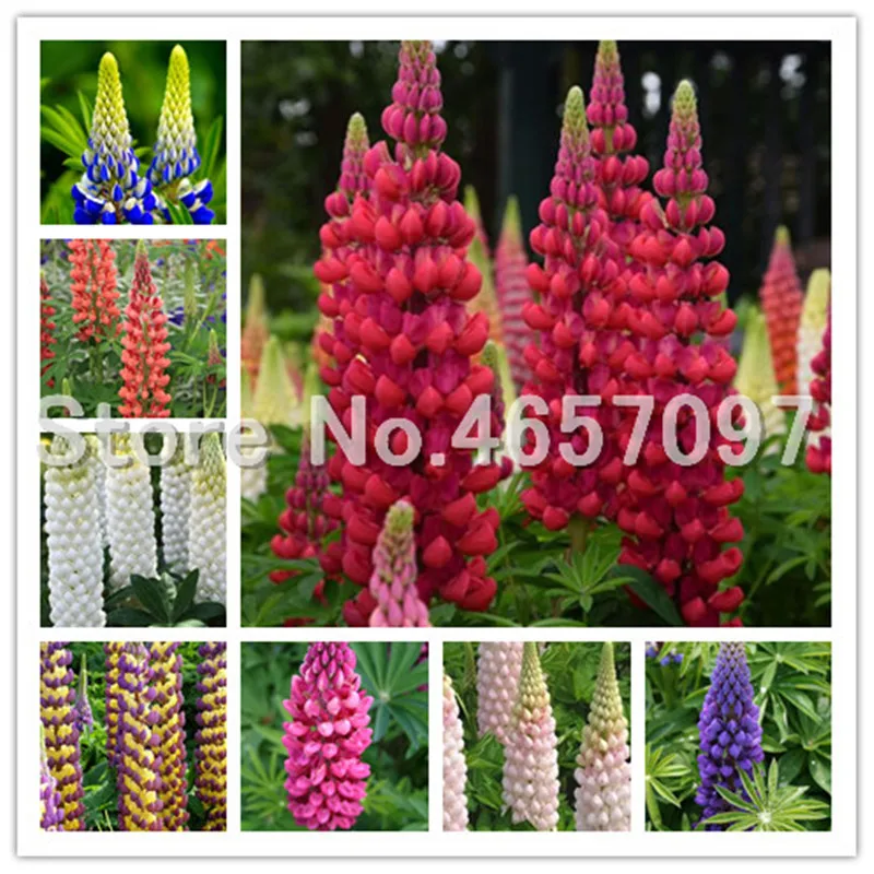 

Bonsai 200 Pcs Colorful Rainbow Lupine Plants Russell Lupinus Beauty Flower Ornamental Flowers Diy Home Garden Ornamental Bonsai