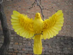 Моделирование попугай перья птиц 30x50 см Распространение Крылья модель, фотографии, обучение, украшения a1917