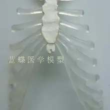 Человека модель скелета грудь кость позвоночника с ребра Обучение помощи