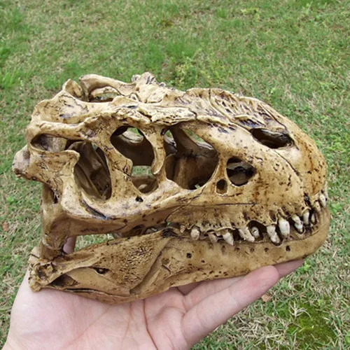 

Resin dinosaur rex skull model rex skull specimen simulation model dinosaur model
